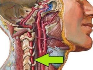 the spine